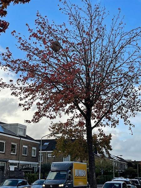 Groot hoornaarsnest in boom in Frans Halsstraat