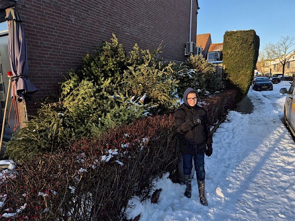 Stijn de Jong haalt ruim 80 kerstbomen op