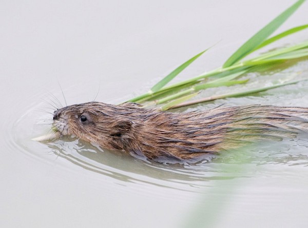 Muskusrattenbeheer Rivierenland dringt aantal muskusratten terug