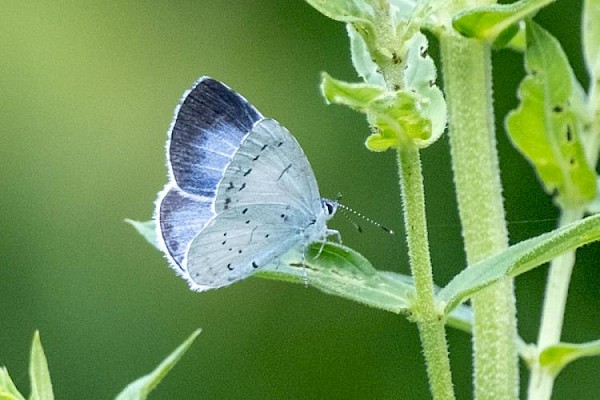 Ontdek de heemtuin tijdens een wandeling met gids