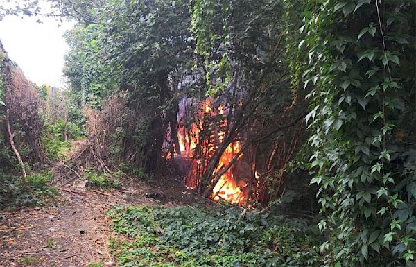 Brandweer in actie voor brand in bosschage aan Wilgenpad langs A15