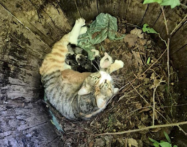 Kittenopvang WeBa start actie: gift wordt automatisch verdubbeld