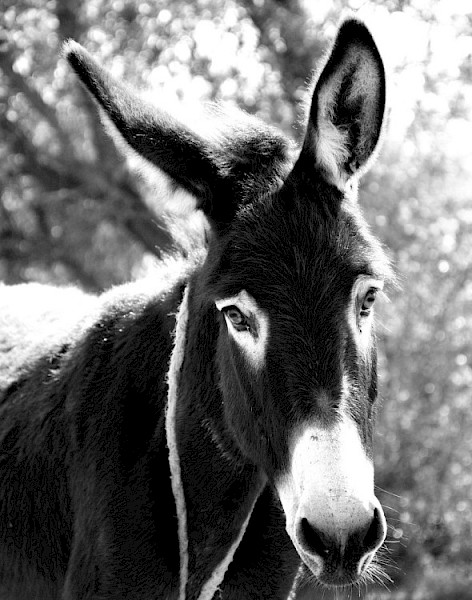 Oprichting Comité Signalering Dierenleed Drechtsteden