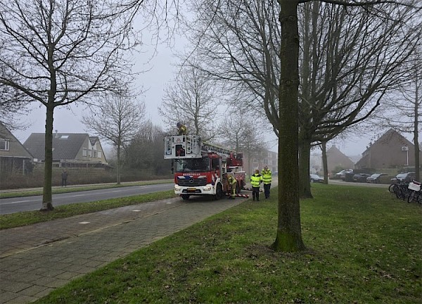 Brandweer opgeroepen voor poes in boom bij De Knotwilg