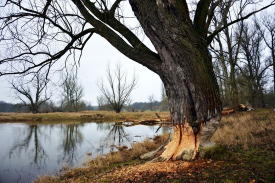 De bever duikt steeds vaker op in de wijken