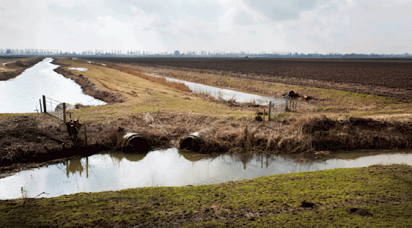 Zonder gezonde oevers geen leven: Zuid-Hollands Landschap luidt noodklok