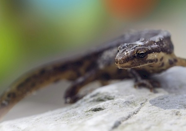 Iedere dag verliezen we meer kostbare natuur in Zuid-Holland