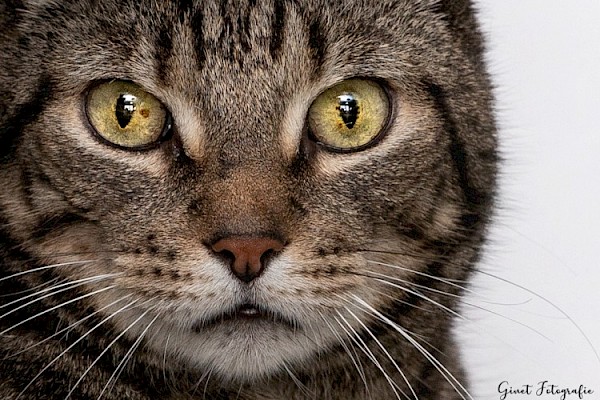 Gratis chip-actie voor katten en konijnen in de Drechtsteden
